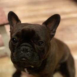 French Bulldogs from Messiahs