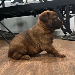 Moana (Liver dutchie x) - female Belgian Malinois puppy in Signal Mountain, Tennessee from Torgun Police Dogs