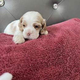 Cocker Spaniel Puppies from Dovecreek Cockers