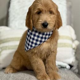 Bashful-Yellow - Apricot male Goldendoodle puppy in Bay City, Texas from Charming Doods Goldendoodles