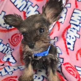 Fozzie - Salt and pepper male Miniature Schnauzer puppy in Titusville, Florida from Alysha's Grandbabies