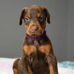 Roulette - Red and rust female Doberman Pinscher puppy in Overton, Texas from Obsidian Kennel