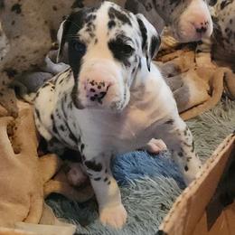 PINK Harlequin female - Harlequin female Great Dane puppy in Gig Harbor, Washington from Lakaya Danes