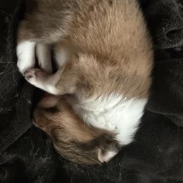 Toy Shetland Sheepdog puppies from 2kg Shelties