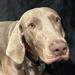 Nova Lee - Weimaraner