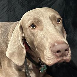 Nova Lee - Weimaraner