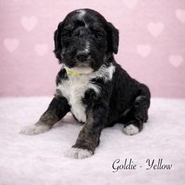 Goldie - Black female Sheepadoodle puppy in Thornville, Ohio from Four Front Doodles & Friends