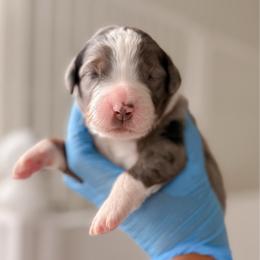 Orange - Tri-color female Bernedoodle puppy in Cold Spring, Minnesota from A.N.A. Doodles