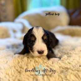 Yellow boy - Tri-color male Bernedoodle puppy in Valdese, North Carolina from Doodling All Day Goldendoodles