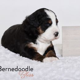 Bernedoodle Puppies from Bernedoodle Bliss