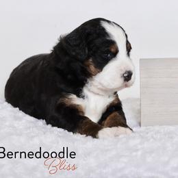 Bernedoodle Puppies from Bernedoodle Bliss