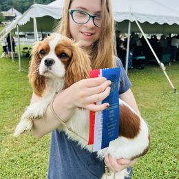 Emma - Cavalier King Charles Spaniel