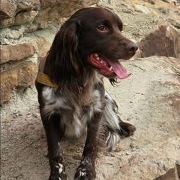Titus - English Springer Spaniel