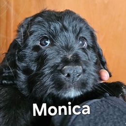 Monica - Black and white female Assorted Doodle Crosses puppy in Rainier, Oregon from Seven Petals Farm