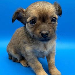 Star - Chocolate female Chihuahua puppy in Georgia/Florida, Florida from Fiesta Pups