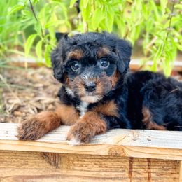 Bonfire - Black and white female Sheepadoodle puppy in Wharton, Texas from Little Fur Friends
