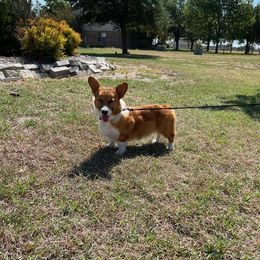 J.J. - Pembroke Welsh Corgi
