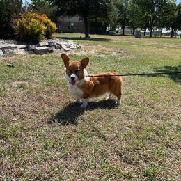 J.J. - Pembroke Welsh Corgi