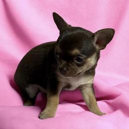 Chihuahua Puppies from Mystic Angels Chihuahuas