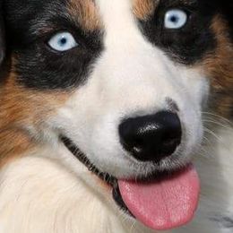 Australian Shepherds and Miniature Australian Shepherds from Aislin Fields