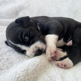 Rocky - Mantle male Great Dane puppy in Littleton, Colorado from Denver Danes