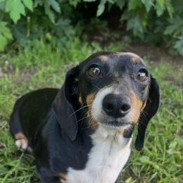 Chikis - Dachshund