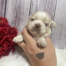 Boy 4 - Cream and white male Shih Tzu puppy in Tenino, Washington from Fantasy Realm Shih Tzus