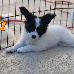 Papillon Puppies from Enchanting Papillons