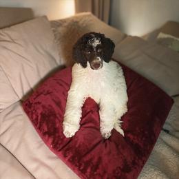 Zoey - Parti female Poodle puppy in Port Orange, Florida from Daytona’s Standard Poodles