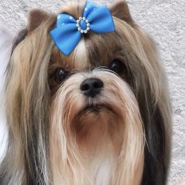 Alex - Biewer Terrier