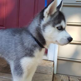 Siberian Husky Puppies from Little Handsome Siberians