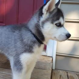 Siberian Husky Puppies from Little Handsome Siberians