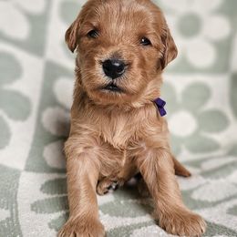 Goldendoodle Puppies from Doodles of West Chester