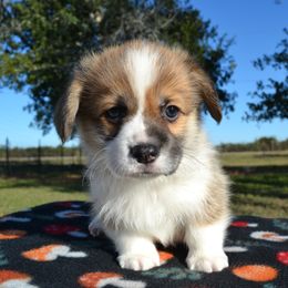Pumbaa - Sable male Pembroke Welsh Corgi puppy in Edna, Texas from MG Corgis