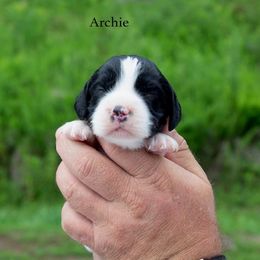 Archie - Black and white male English Springer Spaniel puppy in Manchester, Kentucky from Appalachian Kennels