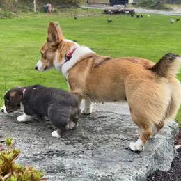 American Corgi Puppies from Patriot American Corgi