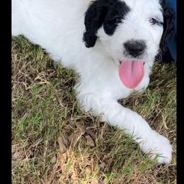 Yellow - Black and white Bernedoodle puppy in Simpsonville, South Carolina from Sadie’s Doodles