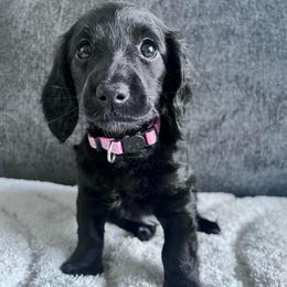 Sugar - Black female Dachshund puppy in Ocala, Florida from Weenie Boops