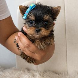 Micro Tiffany - 2 lbs charting - Black and tan female Yorkshire Terrier puppy in Surprise, Arizona from Enchanted Yorkies