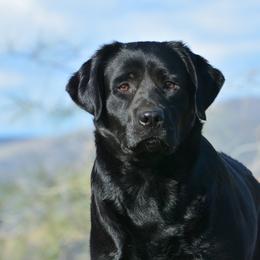 Flurry - Labrador Retriever
