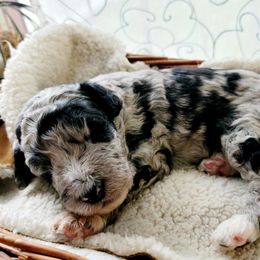 Aussiedoodle Puppies from RiverCity Doodles