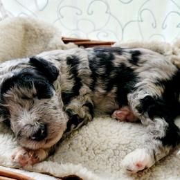Aussiedoodle Puppies from RiverCity Doodles