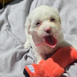 Girl 3 - White female Maltipoo puppy in Brooksville, Florida from DeVall Maltipoos