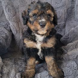 Sage - Sable female Bernedoodle puppy in East Earl, Pennsylvania from Mountainside Puppies