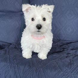 West Highland White Terrier Puppies from 2 Cute Westies