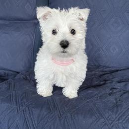 West Highland White Terrier Puppies from 2 Cute Westies
