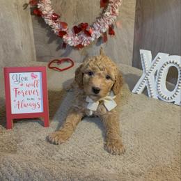 Charley - Cream male Goldendoodle puppy in Valdosta, Georgia from Designer Doodles of South GA