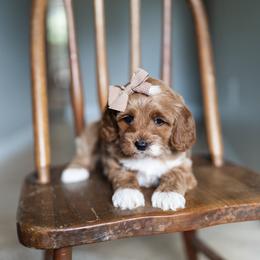 Ivy - Red and white female Cockapoo puppy in Altamonte Springs, Florida from The Perks of Pups