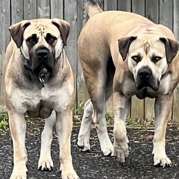Boerboels from Catalina's Boerboels
