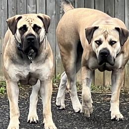 Boerboels from Catalina's Boerboels